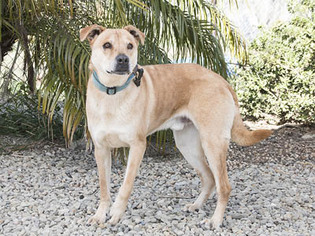 Shepradors Dogs for adoption in Ventura, CA, USA