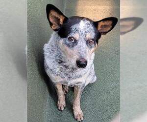 Australian Cattle Dog Dogs for adoption in Downey, CA, USA