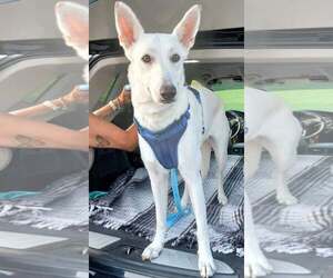 - Mix Dogs for adoption in Hoffman Estates, IL, USA