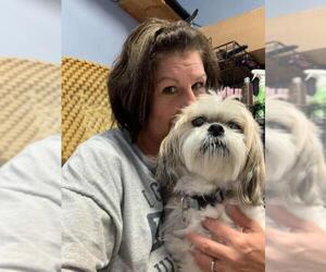 Lhasa Apso Dogs for adoption in Lewistown, PA, USA