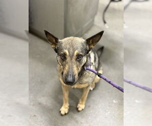 Labsky Dogs for adoption in Forestville, MD, USA