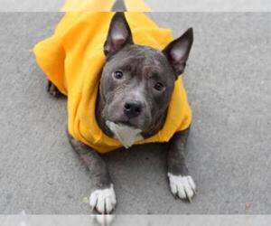 American Staffordshire Terrier Dogs for adoption in NYC, NY, USA