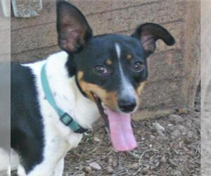 Jack-Rat Terrier Dogs for adoption in Rowayton, CT, USA