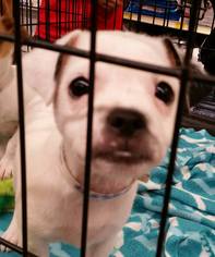Chug Dogs for adoption in Missouri City, TX, USA