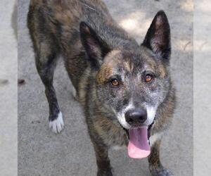 German Shepherd Dog-Unknown Mix Dogs for adoption in Murfreesboro, TN, USA