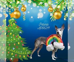 German Shepherd Dog-Unknown Mix Dogs for adoption in Baytown, TX, USA