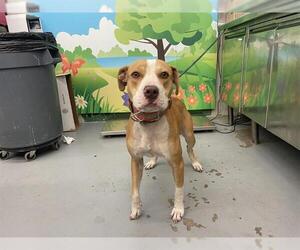 American Pit Bull Terrier-Unknown Mix Dogs for adoption in Waco, TX, USA