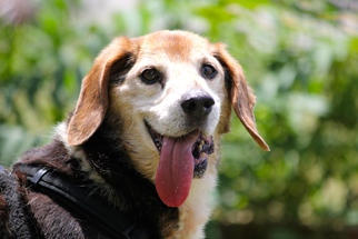 Beagle Dogs for adoption in Marietta, GA, USA
