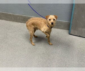 Mutt Dogs for adoption in Las Vegas, NV, USA