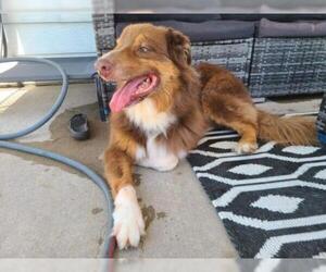 Border-Aussie Dogs for adoption in Lockport, NY, USA