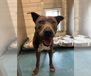 American Pit Bull Terrier Dogs for adoption in Pearland, TX, USA