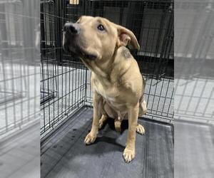American Pit Bull Terrier Dogs for adoption in Bakersfield, CA, USA