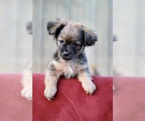 Dachshund Dogs for adoption in Santa Fe, TX, USA