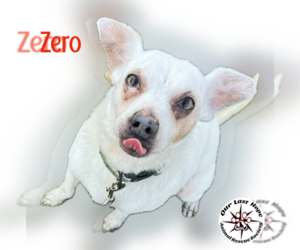 Mutt Dogs for adoption in Princeton, British Columbia, Canada