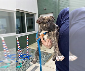 Mutt Dogs for adoption in Waterford, VA, USA