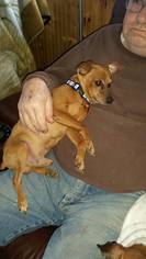 Miniature Pinscher Dogs for adoption in Waseca, MN, USA