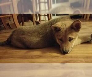 Shiba Inu Dogs for adoption in Livonia, MI, USA