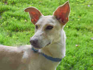 Medium Photo #1 German Shepherd Dog-Greyhound Mix Puppy For Sale in Pittsburgh, PA, USA