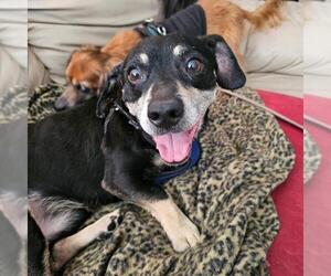 Chiweenie Dogs for adoption in Los Angeles, CA, USA