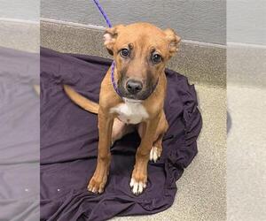 Mutt Dogs for adoption in Las Vegas, NV, USA