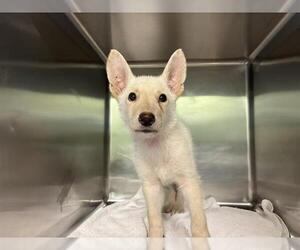 Siberian Husky-Unknown Mix Dogs for adoption in Grand Prairie, TX, USA