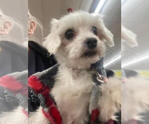 Maltese Dogs for adoption in Bellbrook, OH, USA