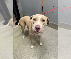 American Pit Bull Terrier-Unknown Mix Dogs for adoption in Las Vegas, NV, USA