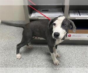 Labrador Retriever-Unknown Mix Dogs for adoption in Pasadena, TX, USA