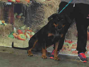 Medium Photo #1 Rottweiler Puppy For Sale in Louisville, KY, USA