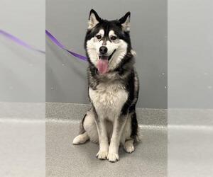 Siberian Husky Dogs for adoption in San Martin, CA, USA