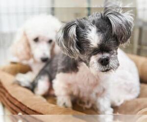 Shih Tzu Dogs for adoption in Chattanooga, TN, USA