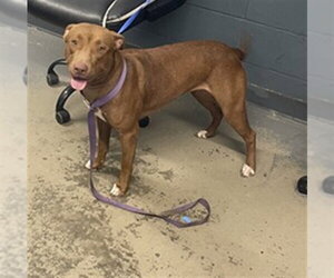 American Staffordshire Terrier-Labrador Retriever Mix Dogs for adoption in Tallahassee, FL, USA