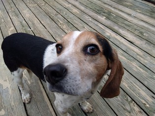 Medium Photo #1 Beagle Puppy For Sale in SHELTER  IS LOCATED ON:      Mt Moriah Rd., Winton, NC, USA