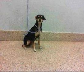 Miniature Pinscher Dogs for adoption in Bronx, NY, USA