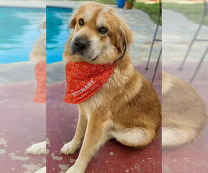 Mutt Dogs for adoption in Vail, AZ, USA