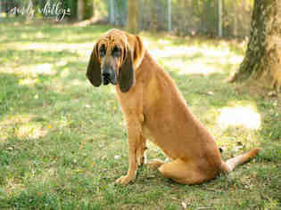 Bloodhound Dogs for adoption in Murfreesboro, TN, USA