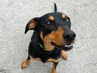 Doberman Pinscher Dogs for adoption in Mission, KS, USA