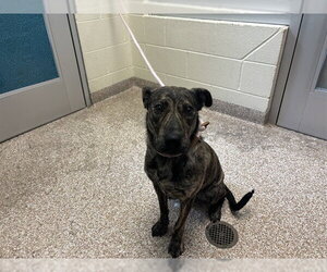 Holland Shepherd-Unknown Mix Dogs for adoption in Pueblo, CO, USA