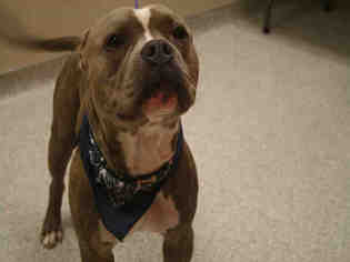 Bullypit Dogs for adoption in Modesto, CA, USA