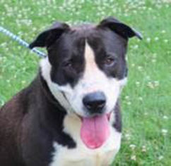 Borador Dogs for adoption in Herndon, VA, USA