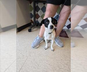 Chihuahua-Unknown Mix Dogs for adoption in Plano, TX, USA