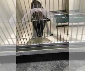 Australian Kelpie Dogs for adoption in Bakersfield, CA, USA