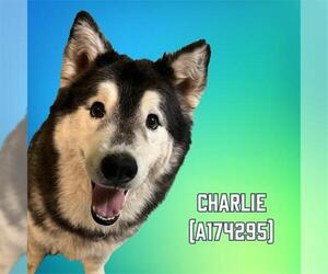 Alaskan Malamute Dogs for adoption in Tulsa, OK, USA