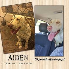 Labrador Retriever Dogs for adoption in Ponca City, OK, USA
