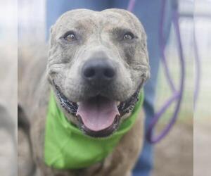 American Staffordshire Terrier-Unknown Mix Dogs for adoption in San Antonio, TX, USA