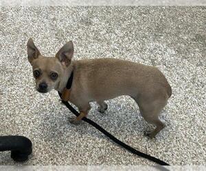 Chihuahua Dogs for adoption in Pueblo, CO, USA