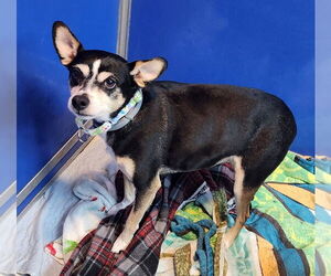 Mutt Dogs for adoption in Walnutport, PA, USA