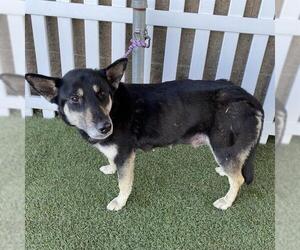 German Shepherd Dog-Unknown Mix Dogs for adoption in Modesto, CA, USA