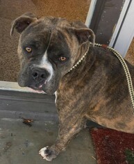 Bull-Boxer Dogs for adoption in Seattle, WA, USA