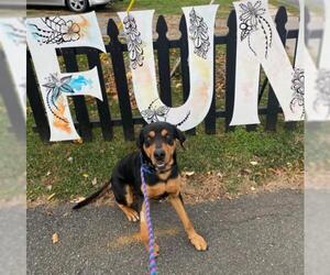 Black and Tan Coonhound-Labrador Retriever-Unknown Mix Dogs for adoption in Waterford, VA, USA